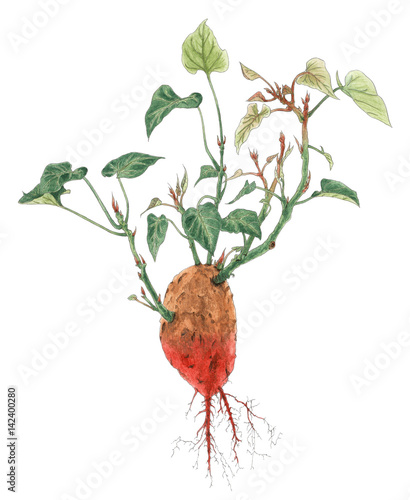 Sweet potato (Ipomoea batatas) plant botanical drawing over white background photo