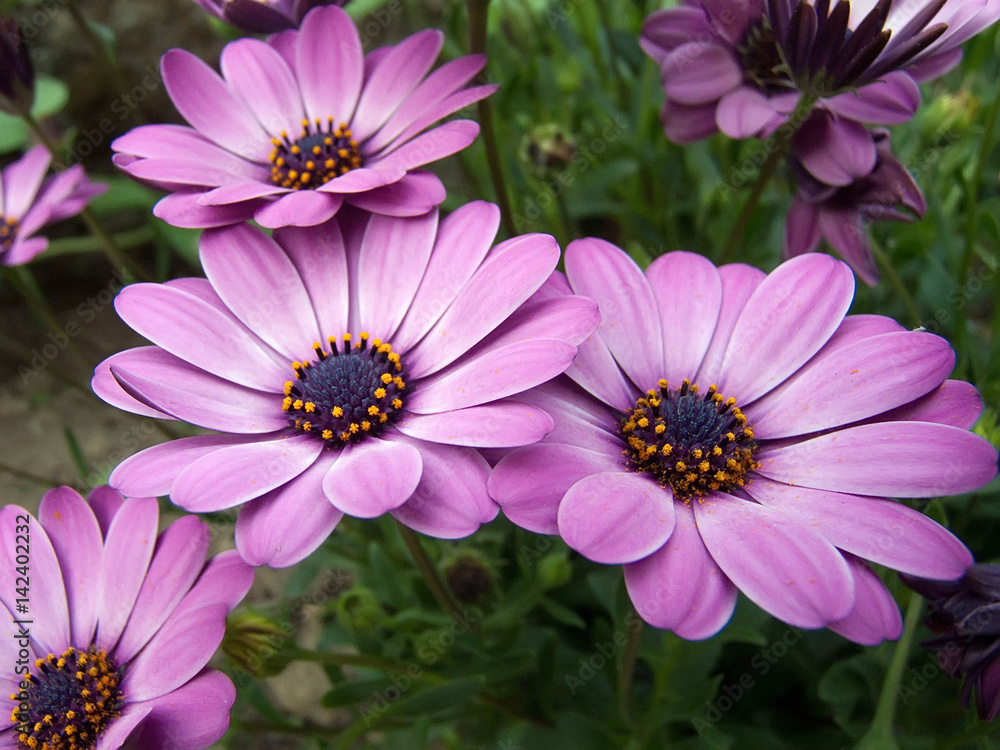 Pink flowers Pink flowers