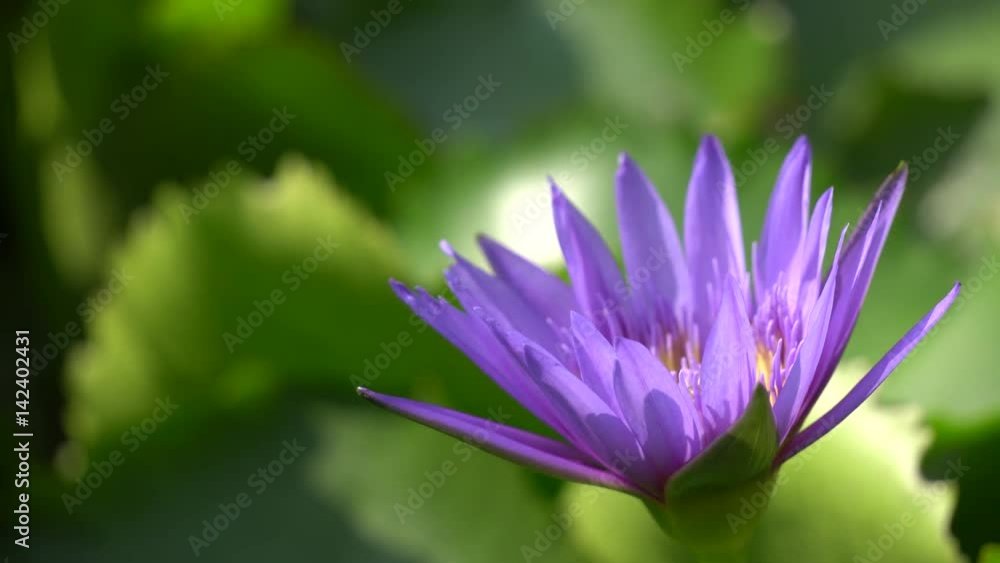 Beautiful waterlily or lotus flower with dew in sunshine Beautiful waterlily or lotus flower with dew in sunshine
