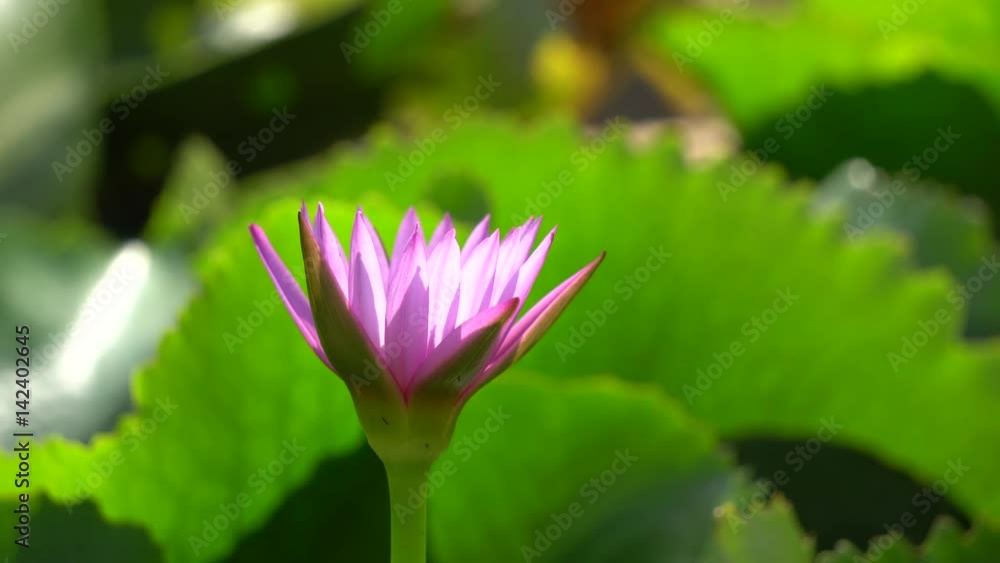Beautiful waterlily or lotus flower with dew in sunshine Beautiful waterlily or lotus flower with dew in sunshine
