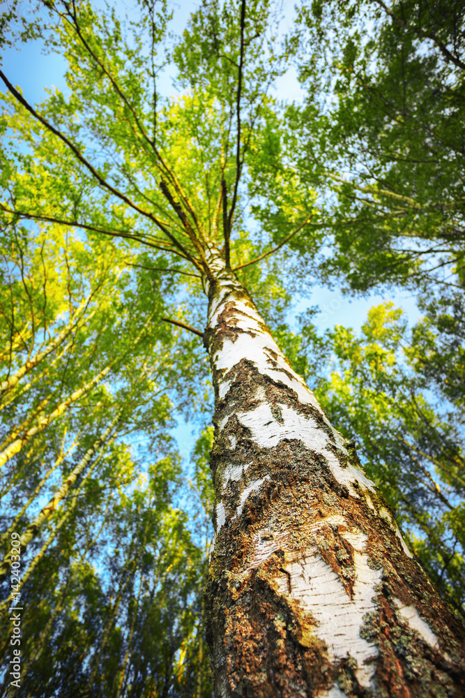 Fototapeta premium summer in sunny birch forest