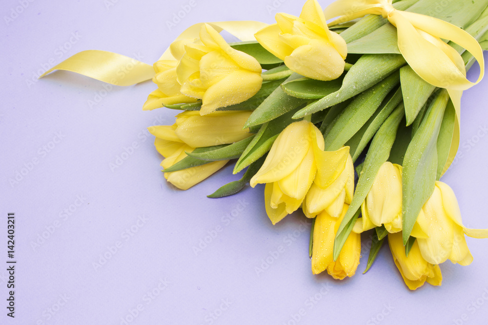 Obraz premium Yellow tulips with yellow ribbon on purple