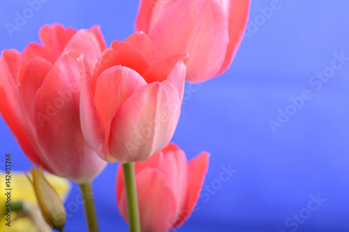 spring flowers banner - bunch of red tulip flowers on blue background photo