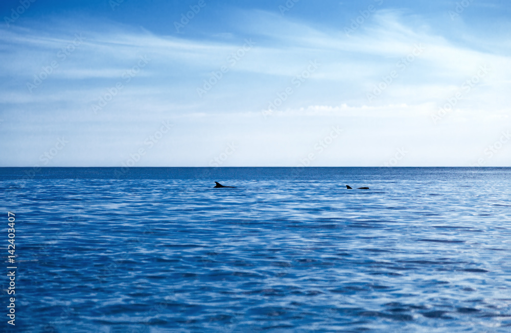 Два дельфина в глубоком синем море и небо 