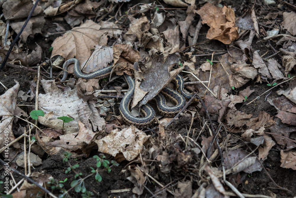 Fototapeta premium snake hiding