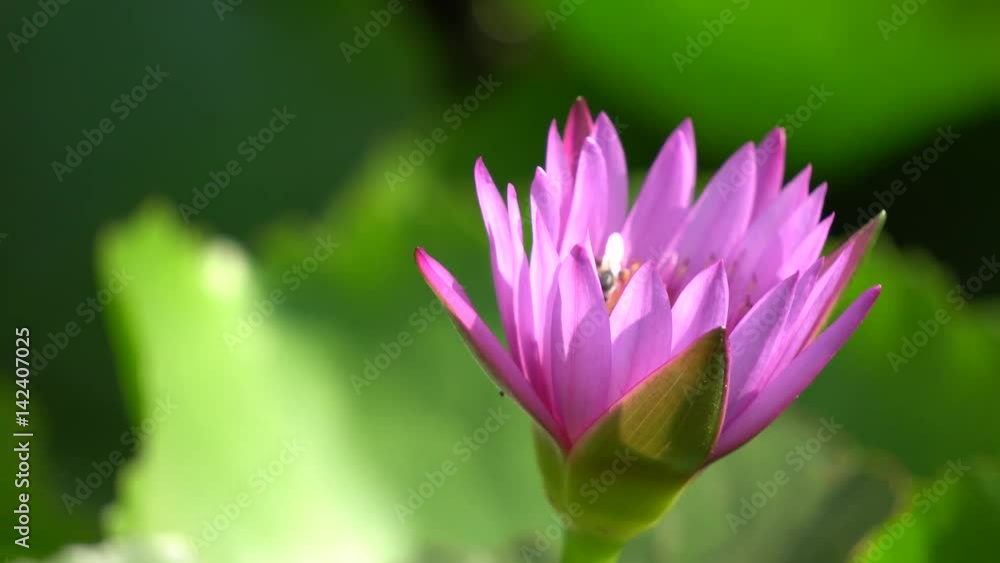 Close-up flower. A beautiful purple waterlily or lotus flower Close-up flower. A beautiful purple waterlily or lotus flower
