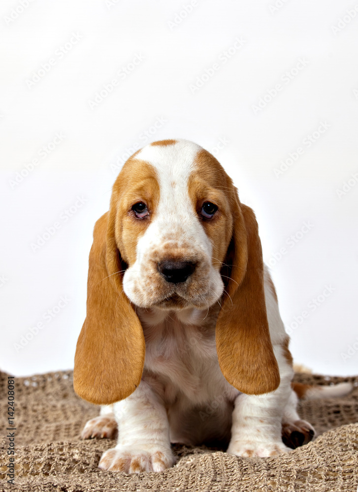 Basset hound puppy sitting on a rug handmade on white background Basset hound puppy sitting on a rug handmade on white background
