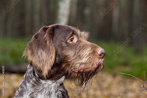 portrait dog breed Drathaar in autumn forest