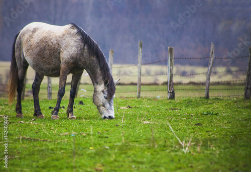 Bosnian Horse 
