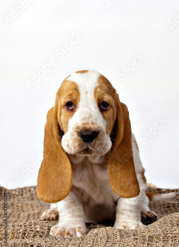 Basset hound puppy sitting on a rug handmade on white background