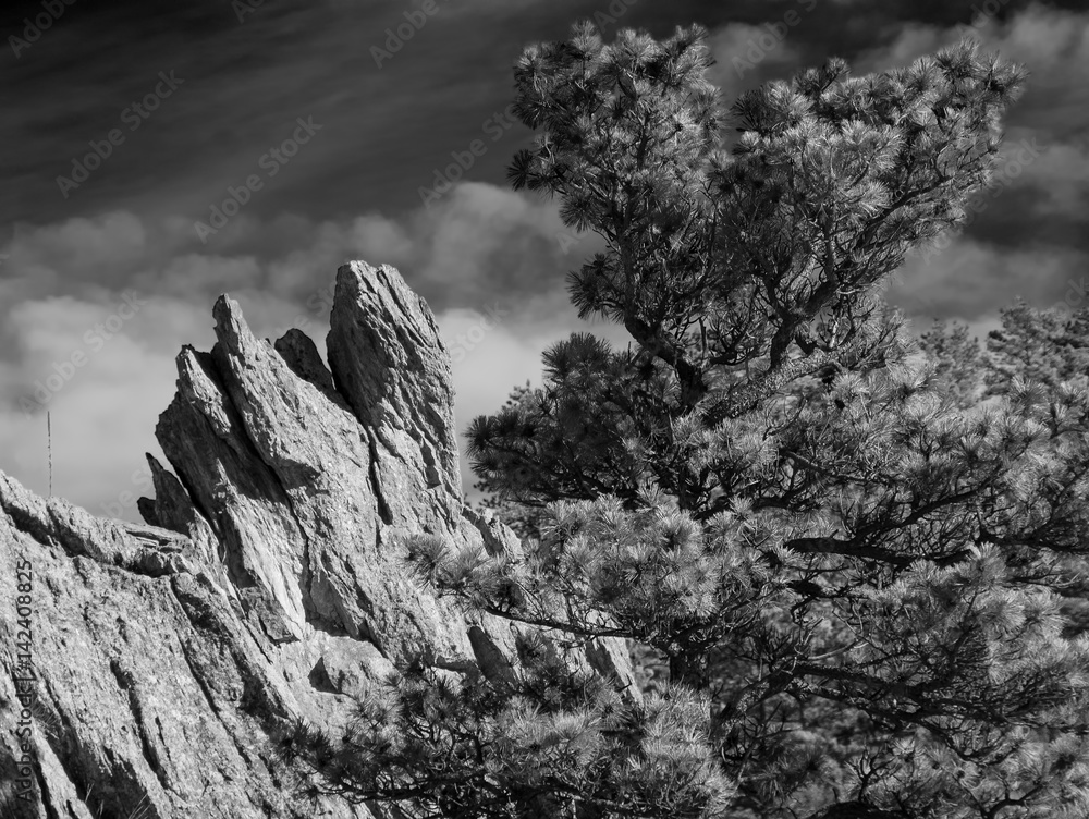 Coyote Face Rock  / Dramatic Rock formation that looks like a Coyote head next to a large pine tree shot in Black and White