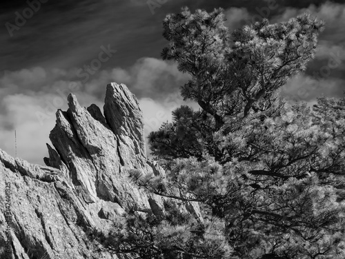 Coyote Face Rock / Dramatic Rock formation that looks like a Coyote head next to a large pine tree shot in Black and White