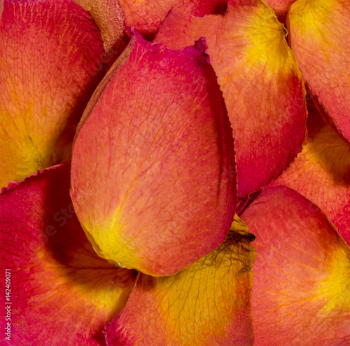 Colorful  Petals / Macro of Colorful Rose Petals background.