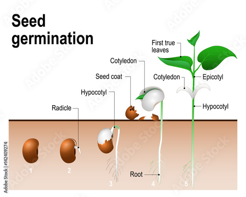 Seed germination photo