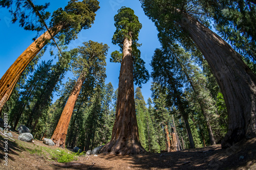 Giant sequoia trees in Sequoia National Park, California, USA.