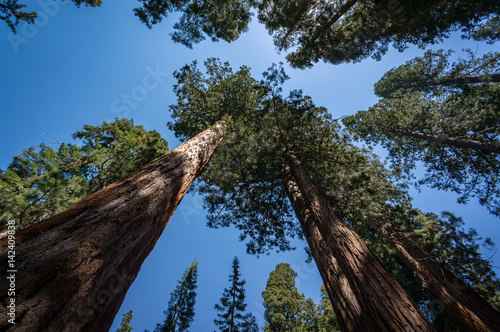 Giant sequoia trees in Sequoia National Park, California, USA.
