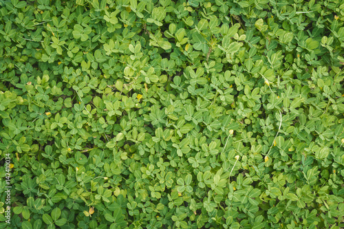 Green climbing background © Have a nice day 