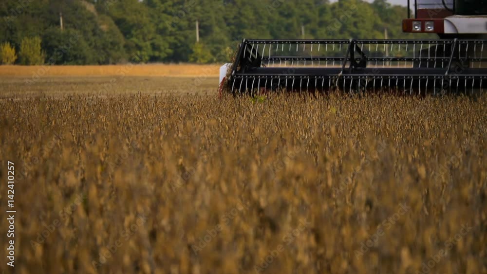 Machine harvesting soybeans in a farm