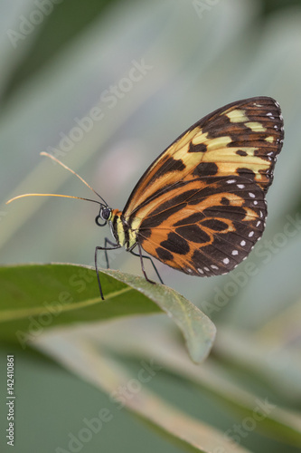 Exotischer Schmetterling © fotoman1962