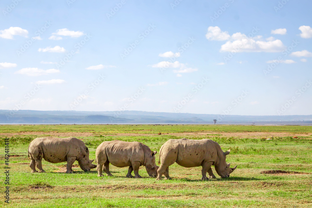 Pack of white rhino