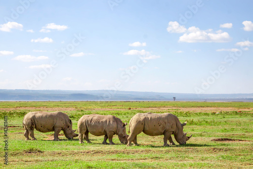Pack of white rhino © greentellect