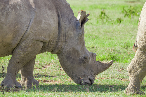 Closeup of a head of white rhino
