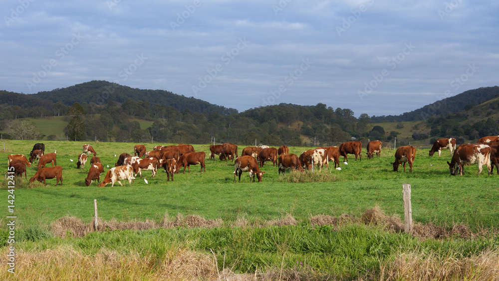 Australian dairy cattle Australian dairy cattle