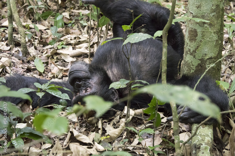 Obraz premium Chimpanzee lounging on ground, Kibale National Park, Uganda