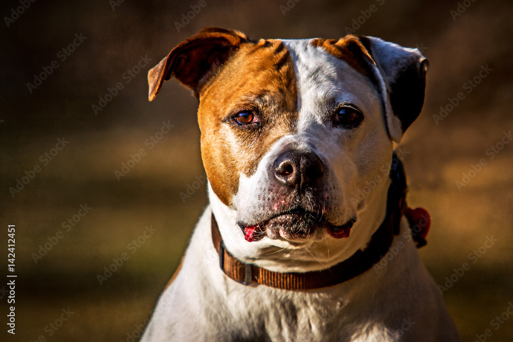Pitbull Portrait Pitbull Portrait