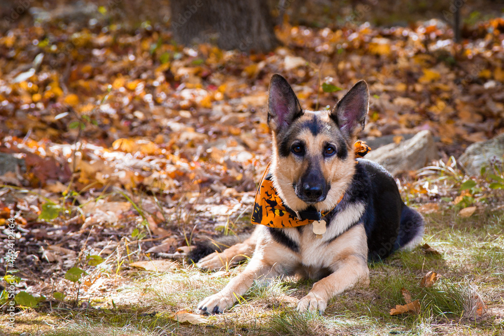 German Shepherd in the Fall German Shepherd in the Fall