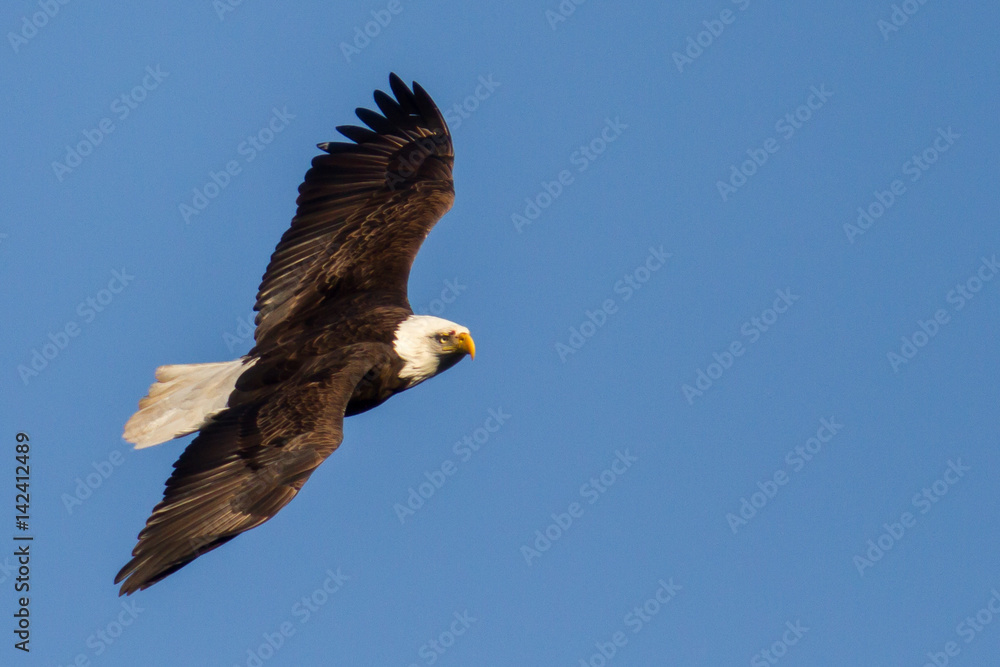 Fototapeta premium Eagles in Flight Closeup