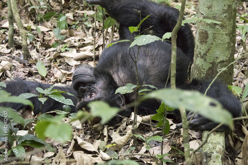 Chimpanzee lounging on ground, Kibale National Park, Uganda photo