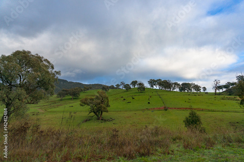 Australian farmlands with cows grazing on paddock