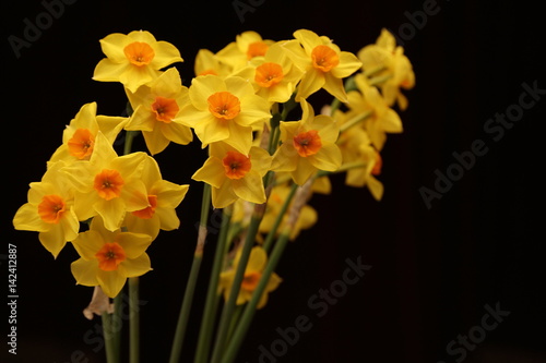 Spring daffodils isolated on plain background