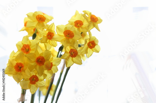 Spring daffodils isolated on plain background