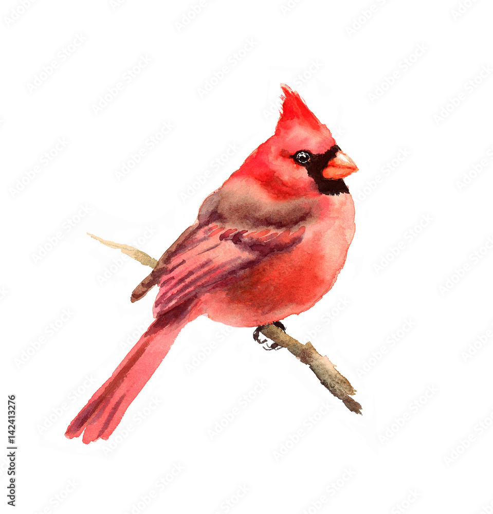 Obraz Watercolor Bird Red Cardinal Winter Christmas Hand Painted Greeting Card Illustration isolated on white background