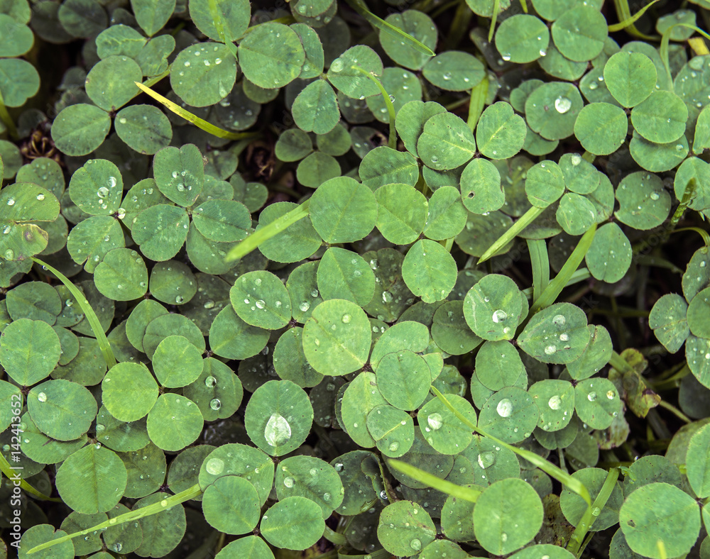 Low contrast green clover or shamrock background with rain drops Low contrast green clover or shamrock background with rain drops