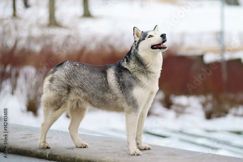 Grey Siberian Husky dog with brown eyes standing outdoors and posing in winter photo