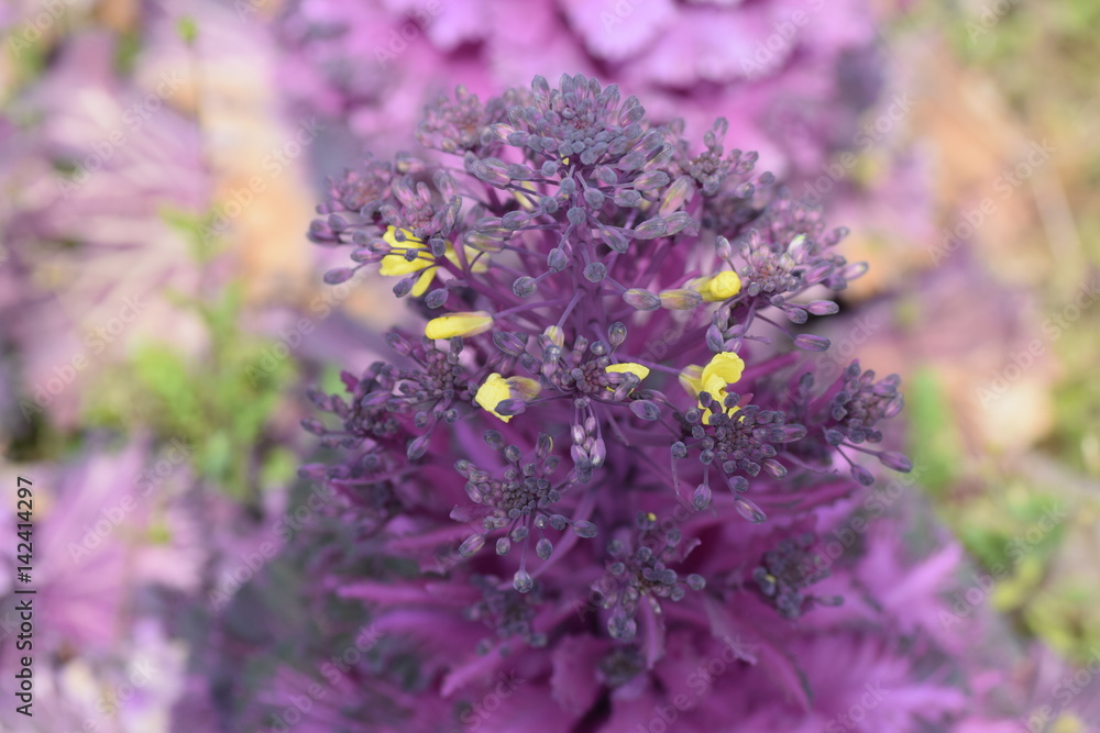 Obraz premium 葉ボタンの花