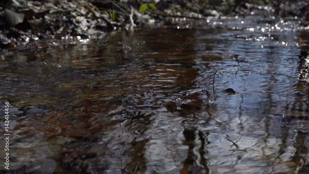 pure spring water in the creek in forest pure spring water in the creek in forest