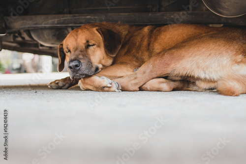 Dog sleeping under the car