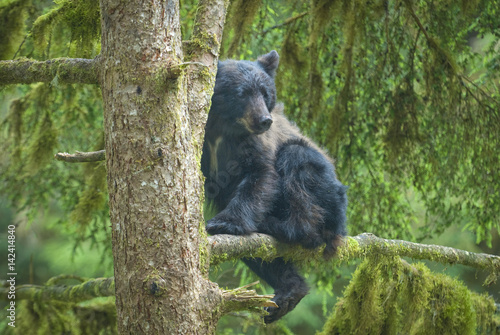 Black Bear Cub in a Tree, Anan Creek, Alaska