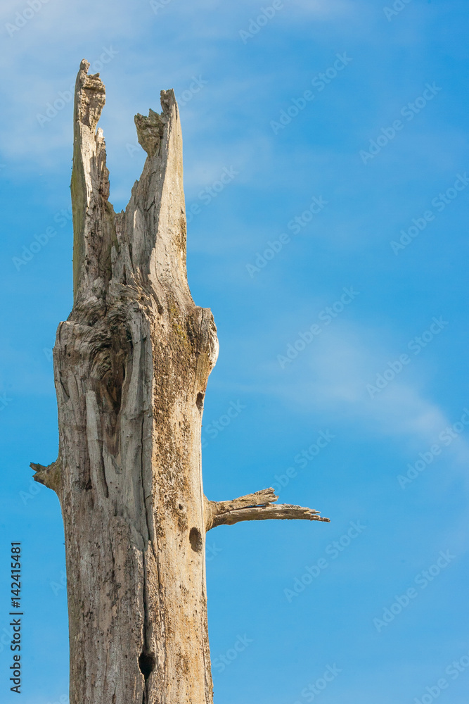 old rotten tree trunk