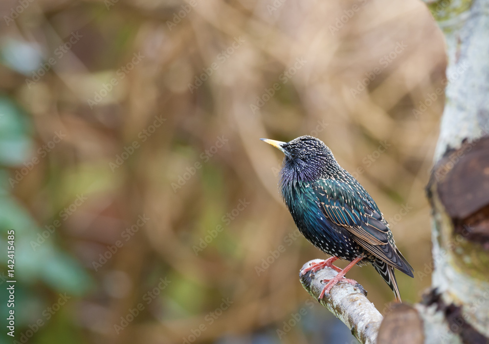 starling on a tree