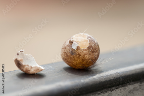 Bird eggs stolen from something. Came to the gate  Natural background