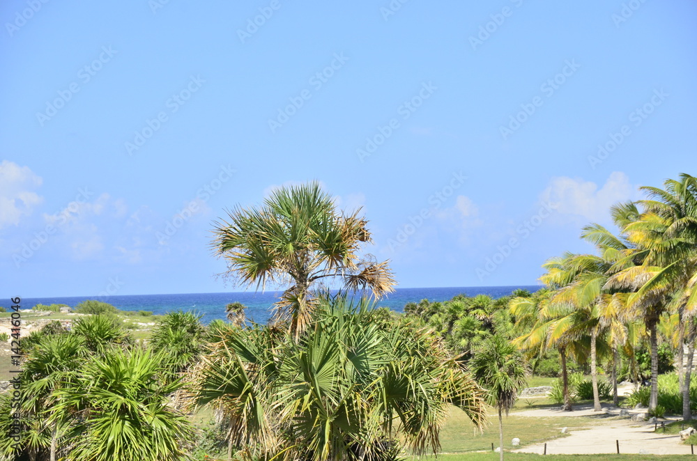 Fototapeta premium Ocean Palm Tree
