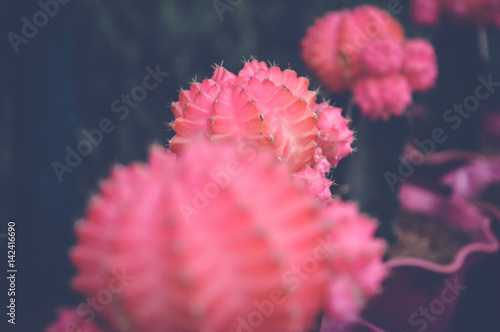 red cactus background