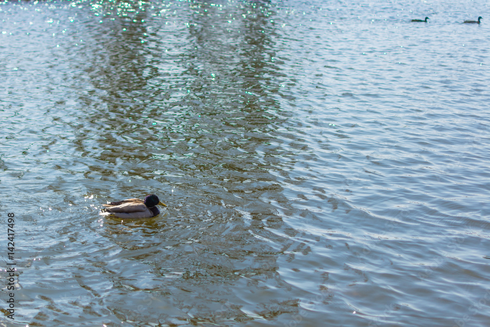 Duck on pond. Male. Sunlight on water. Spring. Duck on pond. Male. Sunlight on water. Spring.