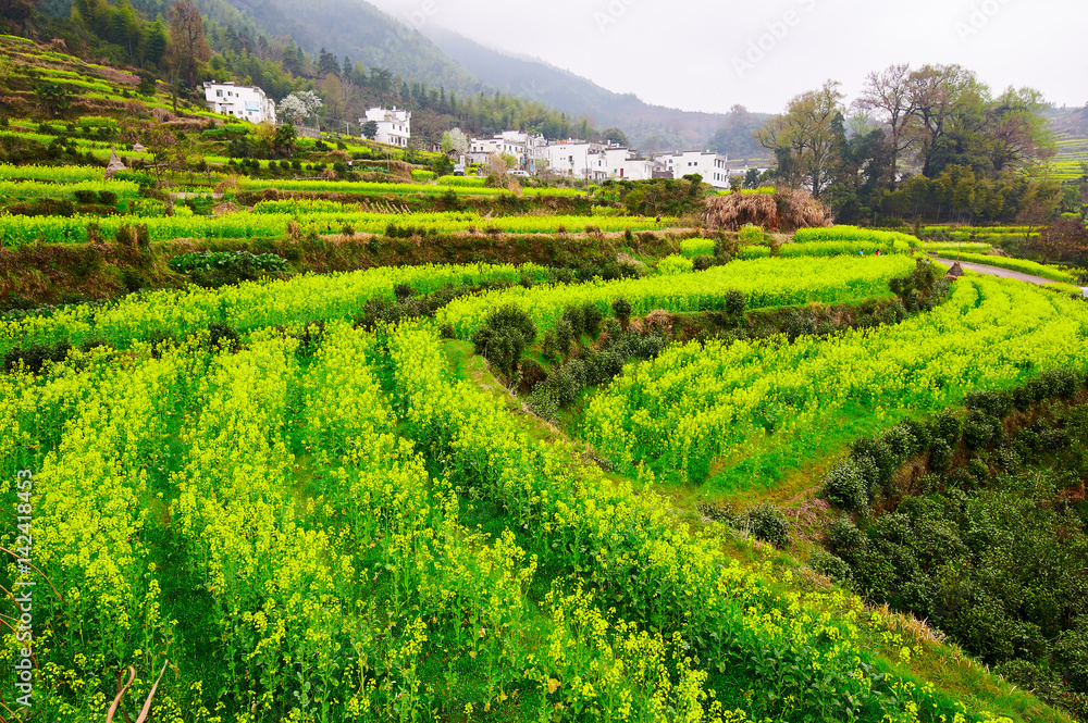 Wuyuan rape in full bloom landscape Wuyuan rape in full bloom landscape