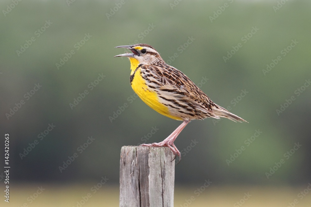 Naklejka premium Eastern Meadowlark (Sturnella magna)